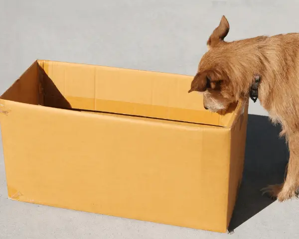 dog looking in a cardboard box