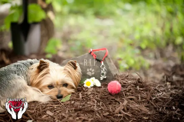 Steps To Take If You Can Be Buried With Your Pet